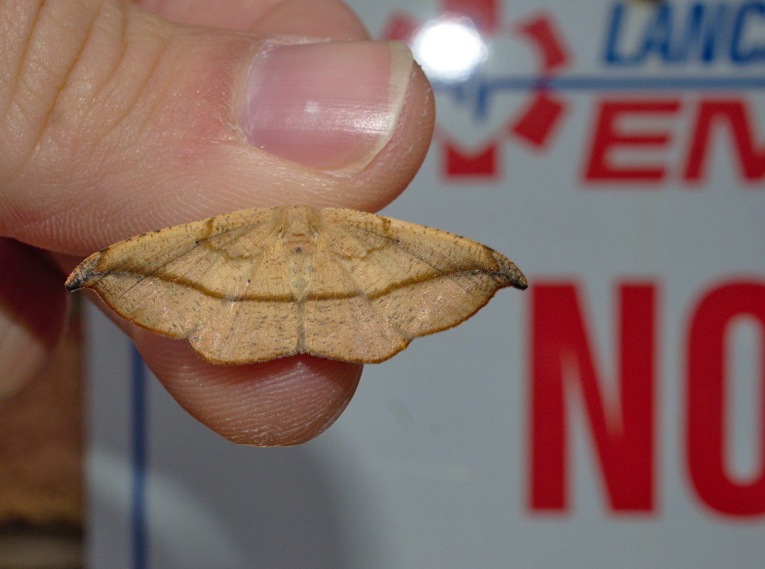 OH LOOK A HOOKTI-- oh just another juniper twig geometer_20200612.jpg